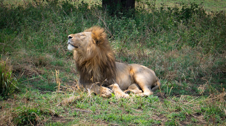 When is the Best Time to Visit Tanzania